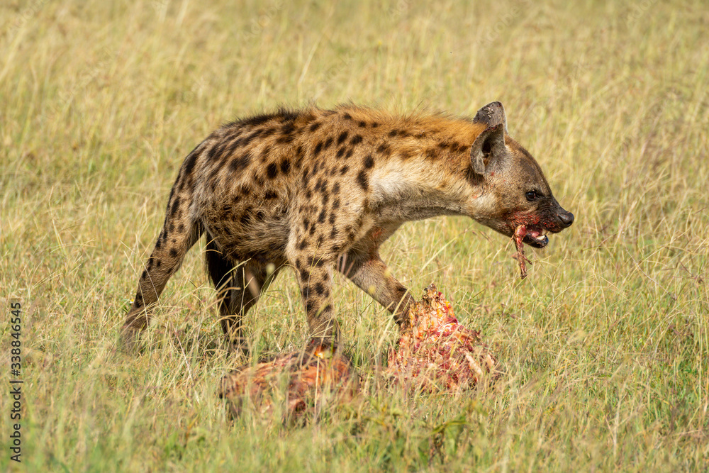 Spotted hyena chews bone from bloody carcase Spotted hyena chews bone from bloody carcase