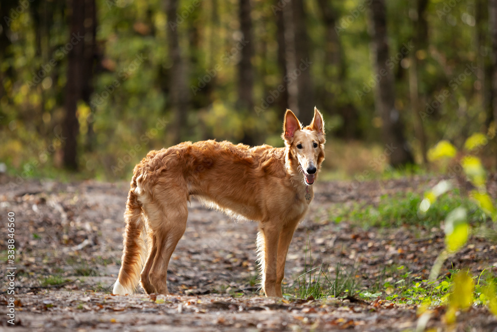 Puppy borzoi walks outdoor at summer day Puppy borzoi walks outdoor at summer day