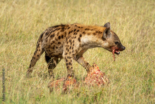 Spotted hyena chews bone from bloody carcase