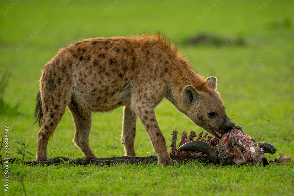 Spotted hyena chews wildebeest carcase on grass Spotted hyena chews wildebeest carcase on grass