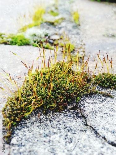 Obraz na plátně High Angle View Of Moss Growing On Field