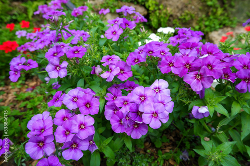 Phlox drummondii is called Phlox. The purple flower is a group of Polemoniaceae.
