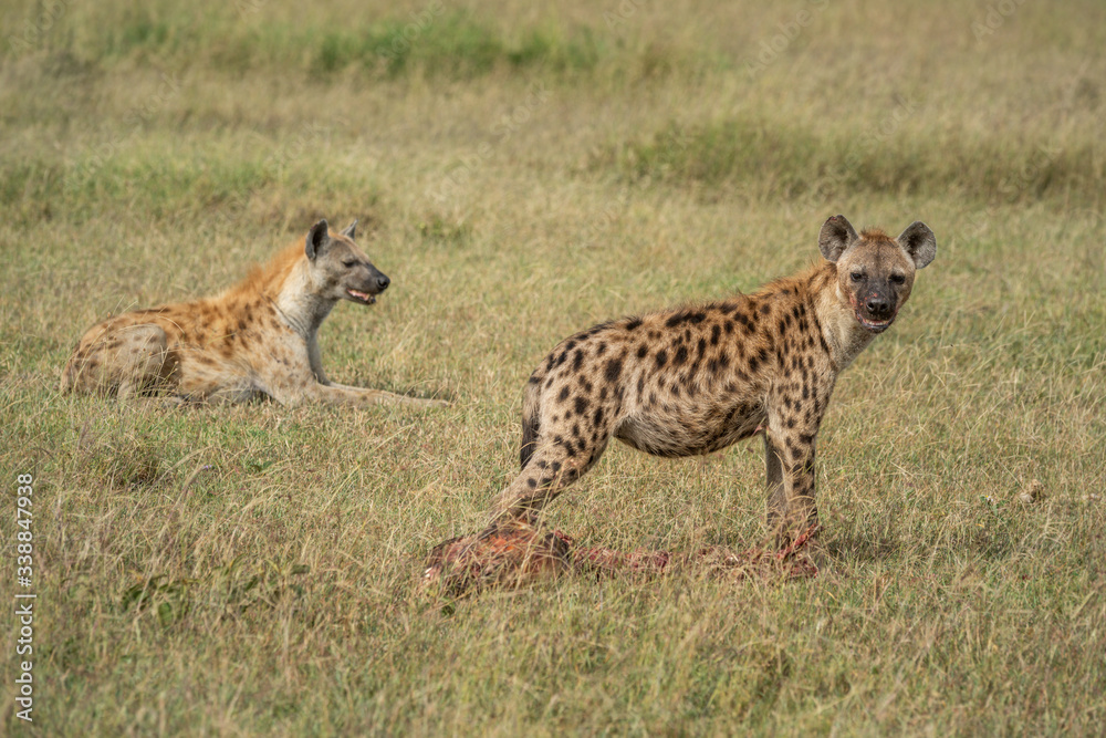 Spotted hyena guards bloody carcase by another Spotted hyena guards bloody carcase by another