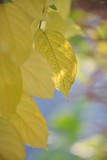 Luscious yellow leaf with colorful bubble blur background