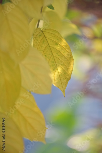 Luscious yellow leaf with colorful bubble blur background