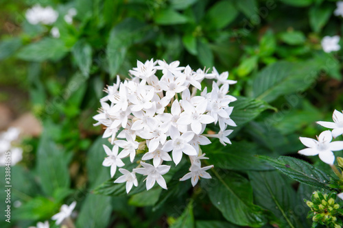 The white flowers is called star flower, star cluster or Egyptian stars. Pentas lanceolata is a member of Rubiaceae.