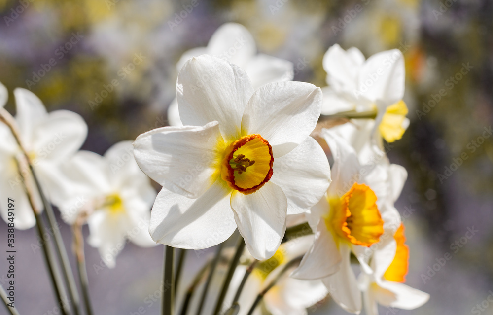 white daffodils flowers with a yellow center on a blue-green background
white daffodils flowers with a yellow center on a blue-green background