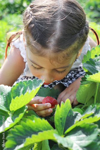 Little girl with pigtails picks strawberries from the garden. summer time. children help with harvesting in the garden.