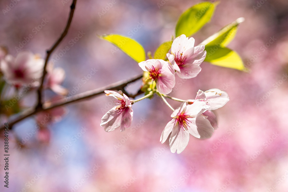Pink cherry blossoms in spring with beautiful bokeh Pink cherry blossoms in spring with beautiful bokeh