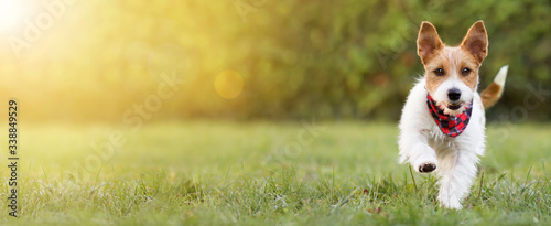 Playful happy smiling funny cute pet dog puppy walking in the grass, happiness, summer concept. Web banner, copy space.