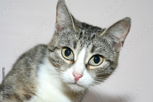 Domestic cat, big beautiful eyes.