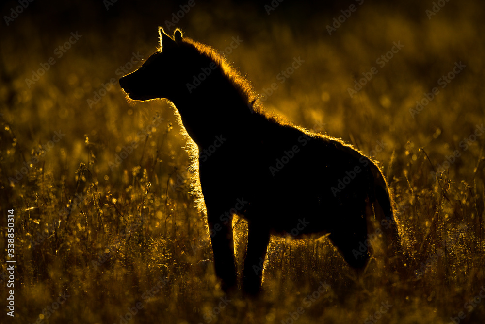 Ταπετσαρία Spotted hyena stands silhouetted in long grass