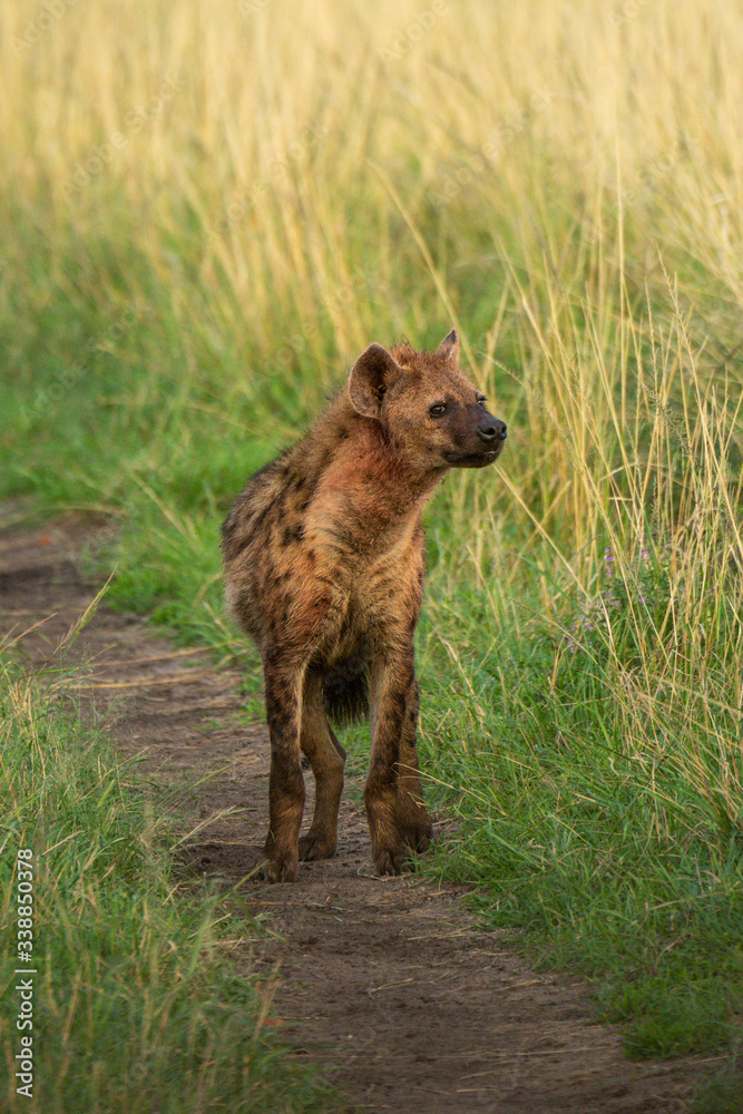Spotted hyena stands turning head on track Spotted hyena stands turning head on track