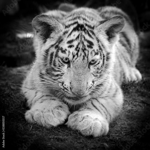 portrait of a tiger