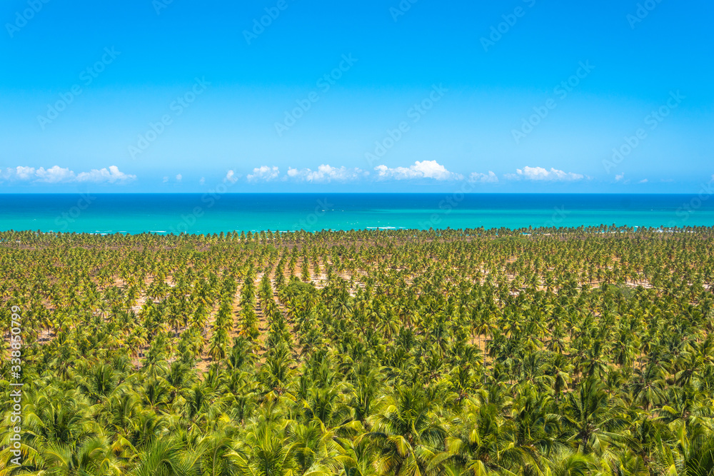 Coqueiros em praia do nordeste brasileiro com céu azul e nuvens