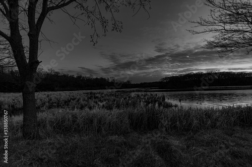 Orland Grove Forest Preserve at Dusk - Monochrome photo