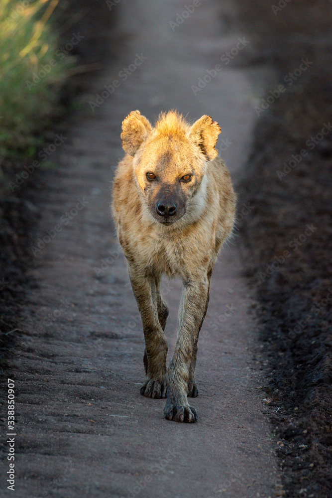 Fototapeta premium Spotted hyena walks down track towards camera