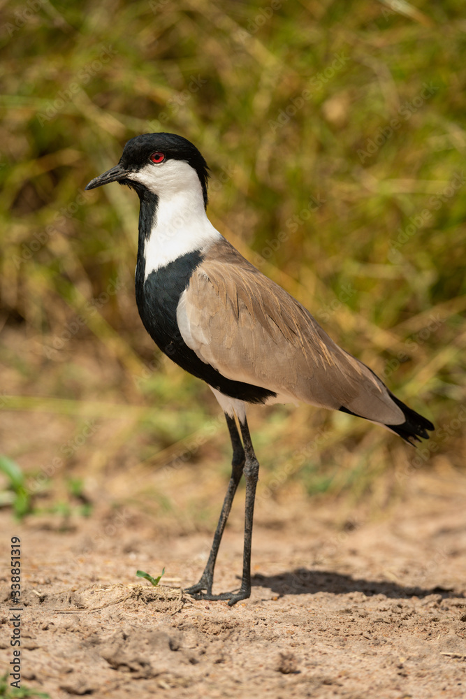 Spur-winged lapwing stands in sunshine casting shadow Spur-winged lapwing stands in sunshine casting shadow