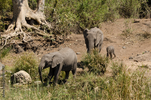 El  phant d Afrique  Loxodonta africana  Parc national Kruger  Afrique du Sud