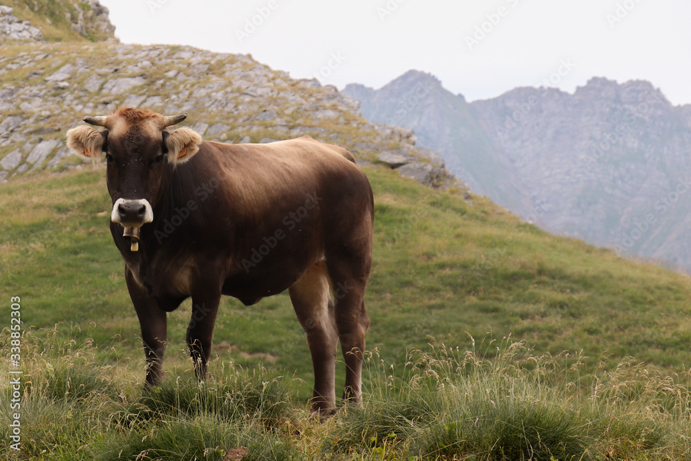 Naklejka premium cow on the mountain