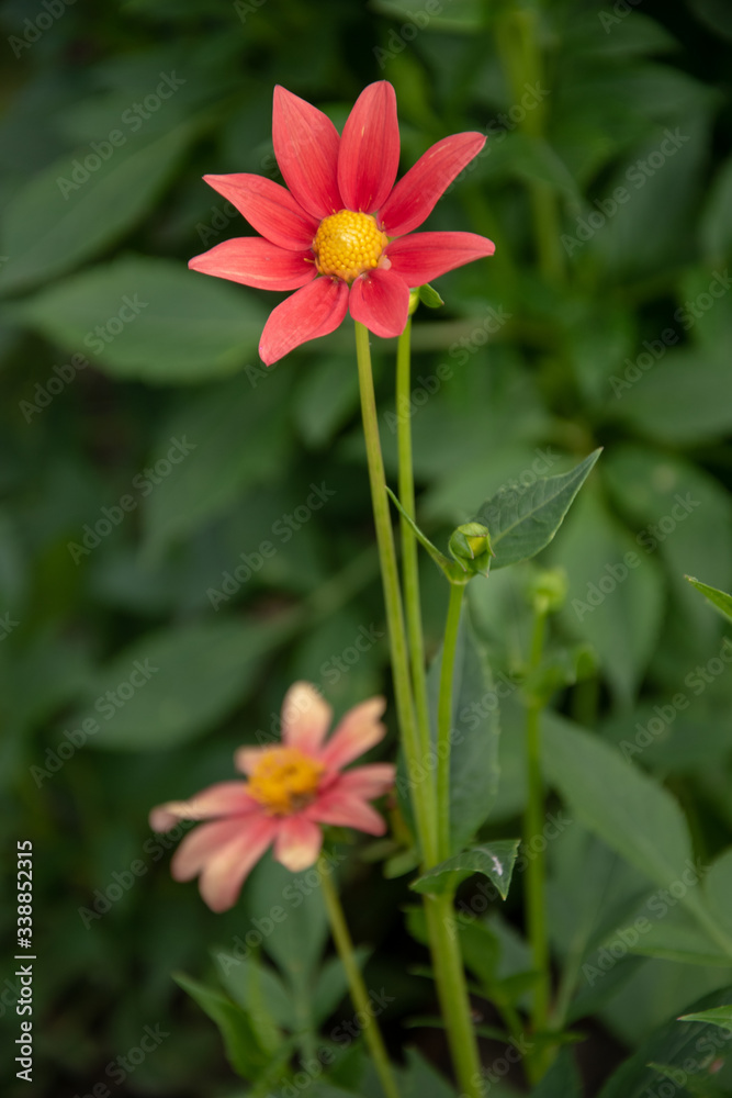 Blume in der Nahaufnahme 