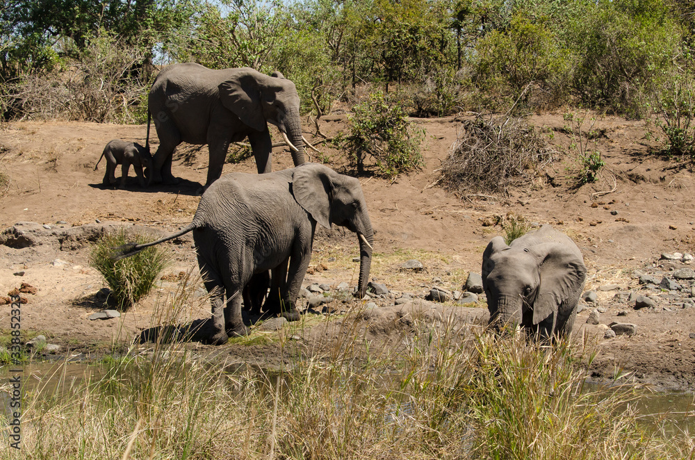 Obraz premium Eléphant d'Afrique, Loxodonta africana, Parc national Kruger, Afrique du Sud
