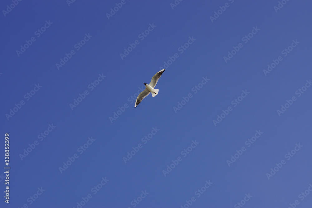 A white seagull flies in the blue sky with its wings spread wide