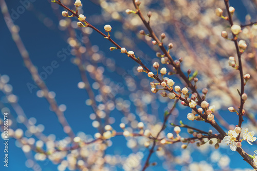 Cherry blossom in full bloom. Nature background. Soft focus