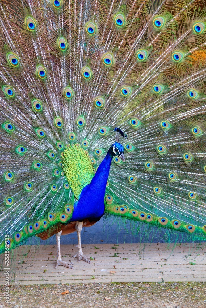 Naklejka premium peacock with feathers