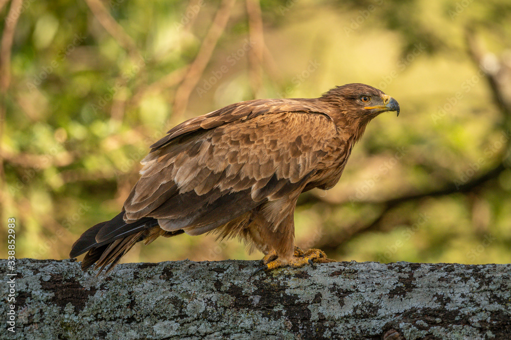 Fototapeta premium Steppe eagle perched on branch with catchlight