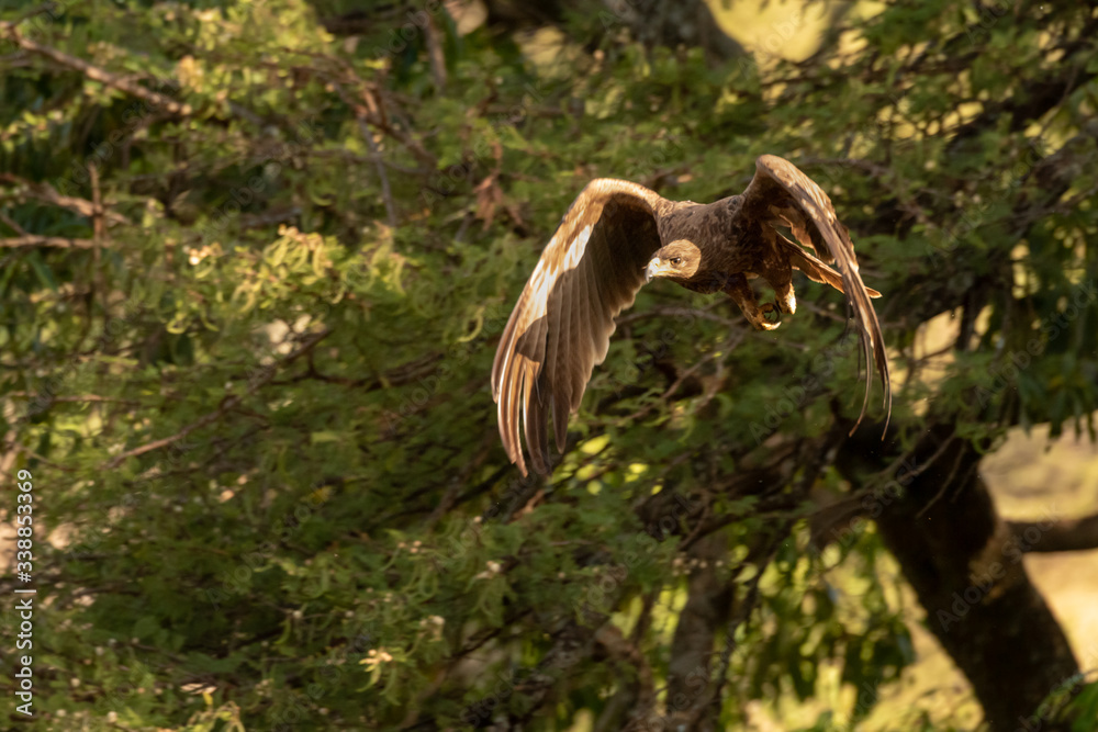 Steppe eagle with catchlight flying from tree Steppe eagle with catchlight flying from tree