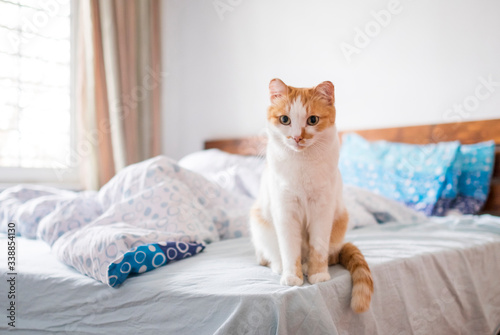 cute orange and white cat siting on the bed