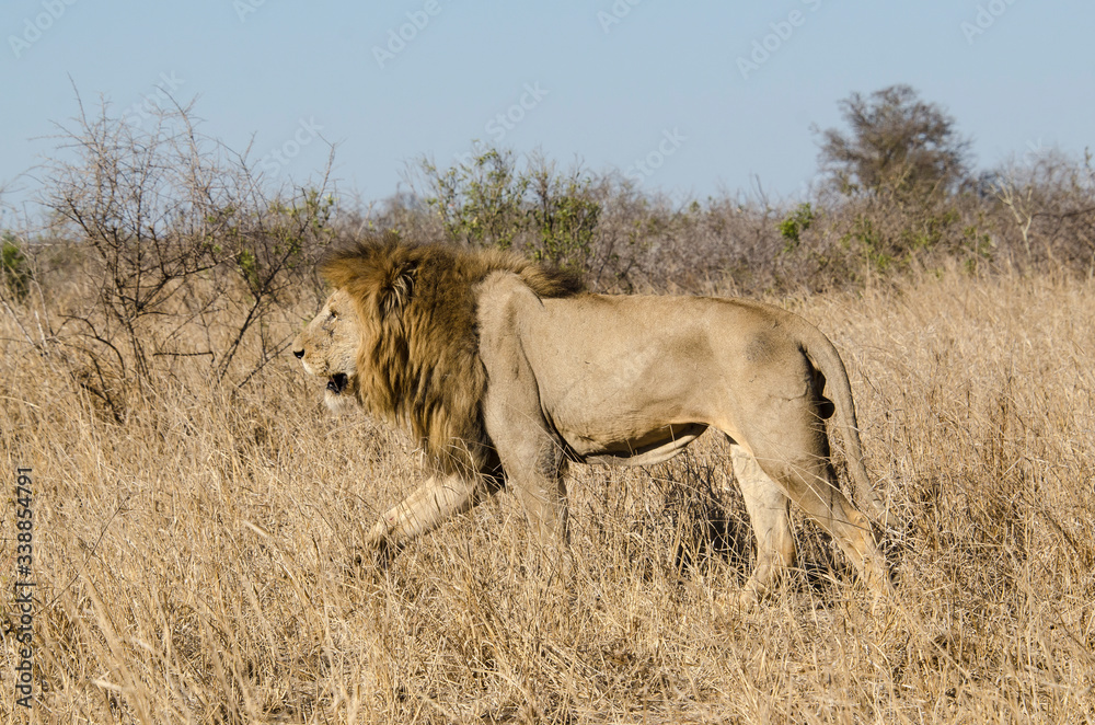 Lion, Panthera leo, Parc national du Kruger, Afrique du Sud Lion, Panthera leo, Parc national du Kruger, Afrique du Sud