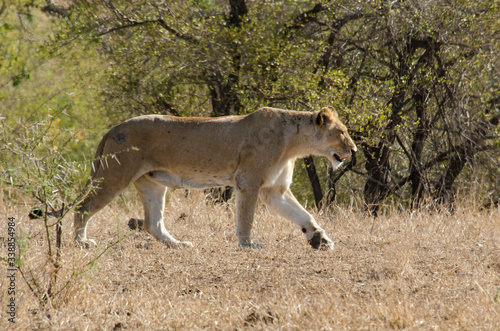 lion  femelle  lionne  Panthera leo  Afrique