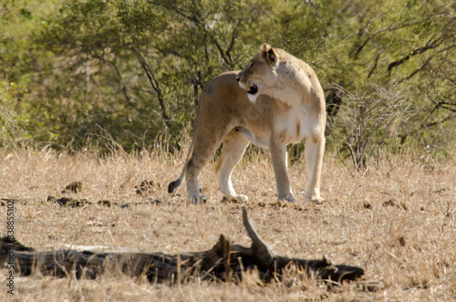 lion  femelle  lionne  Panthera leo  Afrique