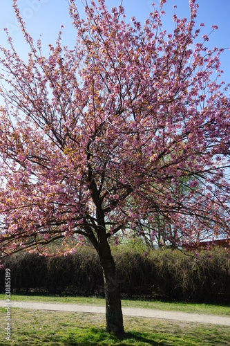 Japanischer Kirschbaum  Berliner Mauerweg  Sonnenschein