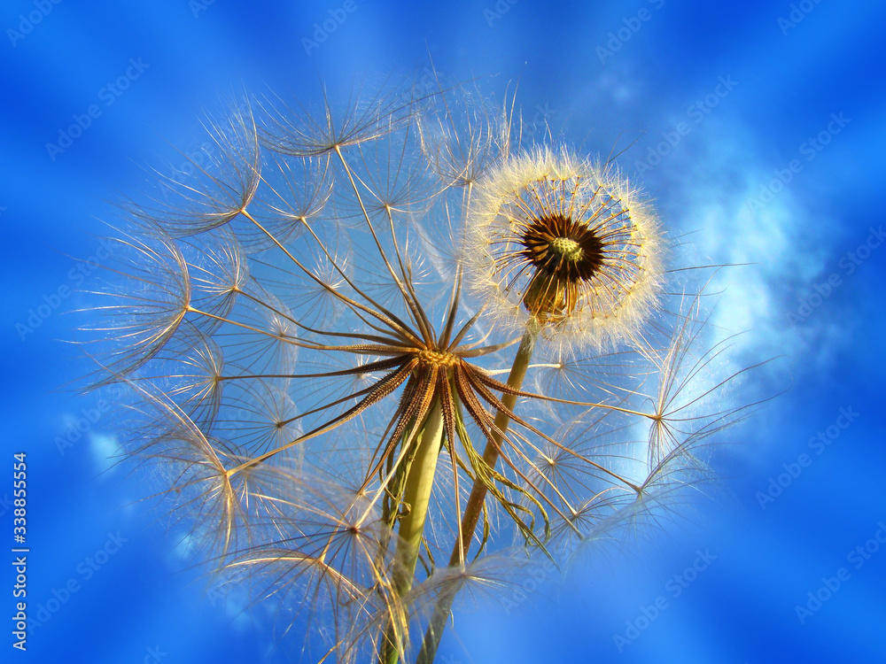 Two dandelions close-up on a background of blue sky. Big and small concept. Summer concept. Nature pattern for design.