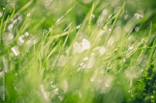 green grass with shining droplets of water after rain