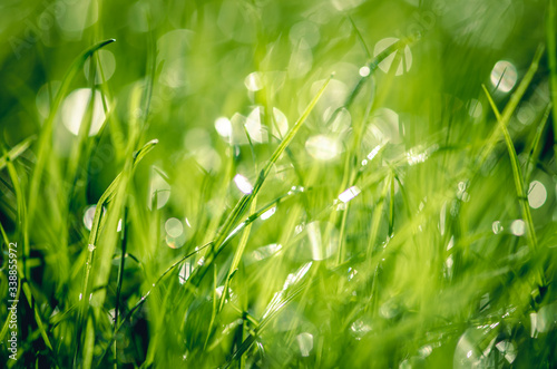 green grass with shining droplets of water after rain