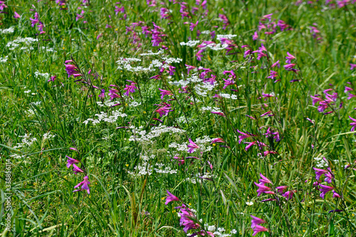 Gladiolus illyricus, Tordylium apulum growing wild in the Cyprus countryside photo