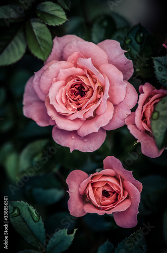 beautiful pink rose and green leaves