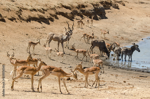 Zebre, Impala, Grand koudou, Parc national Kruger, Afrique du Sud