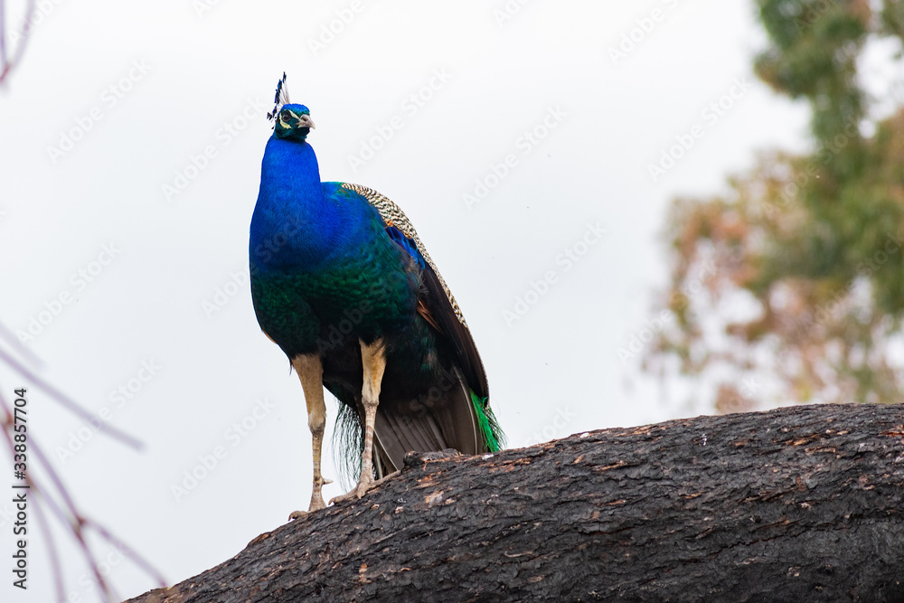 Obraz premium Peacock