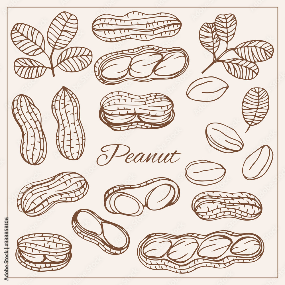 Hand drawn sketch style nuts set Peanut Vector doodle illustrations collection isolated. Hand drawn sketch style nuts set Peanut Vector doodle illustrations collection isolated.