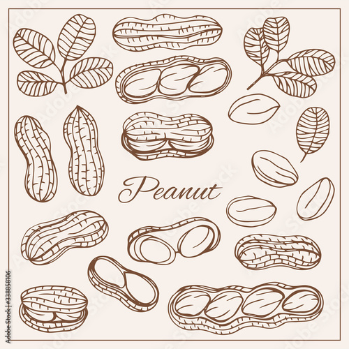 Hand drawn sketch style nuts set Peanut Vector doodle illustrations collection isolated.
