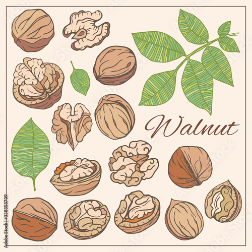 Colorful set vector isolated icons Walnut. Nuts hand drawn style 