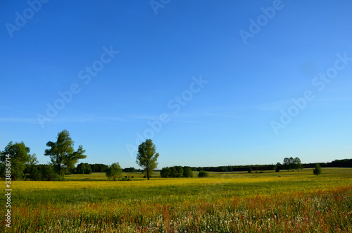 beautiful summer landscape with green meadows and blue sky 