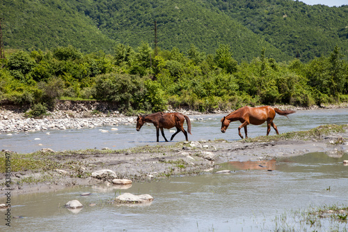 two horses at a watering hole