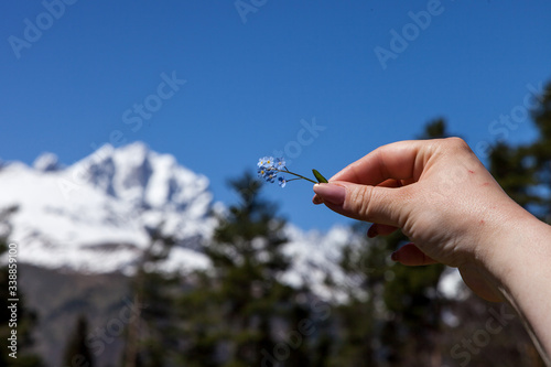 forget-me-not on the background of snowy mountains