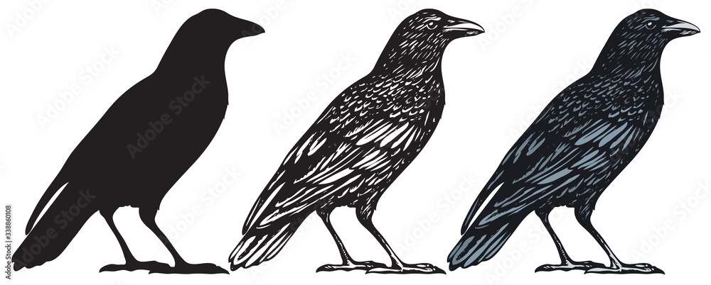 Fototapeta premium Zestaw trzech ręcznie rysowane czarne ptaki na białym tle. Kruk, wrona, gawron lub kawka. Ilustracja wektorowa w stylu retro.